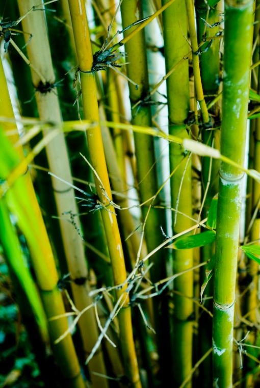overgrown bamboo